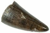 Fossil Crocodilian Tooth - Judith River Formation #263852-1